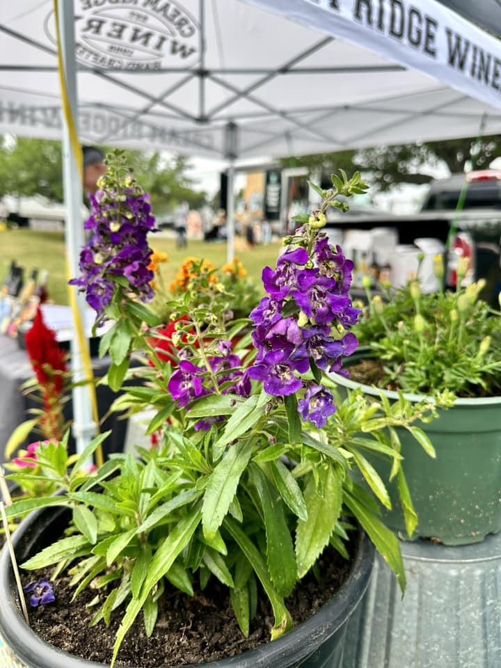 355146785_704307728401249_820987215235847703_n